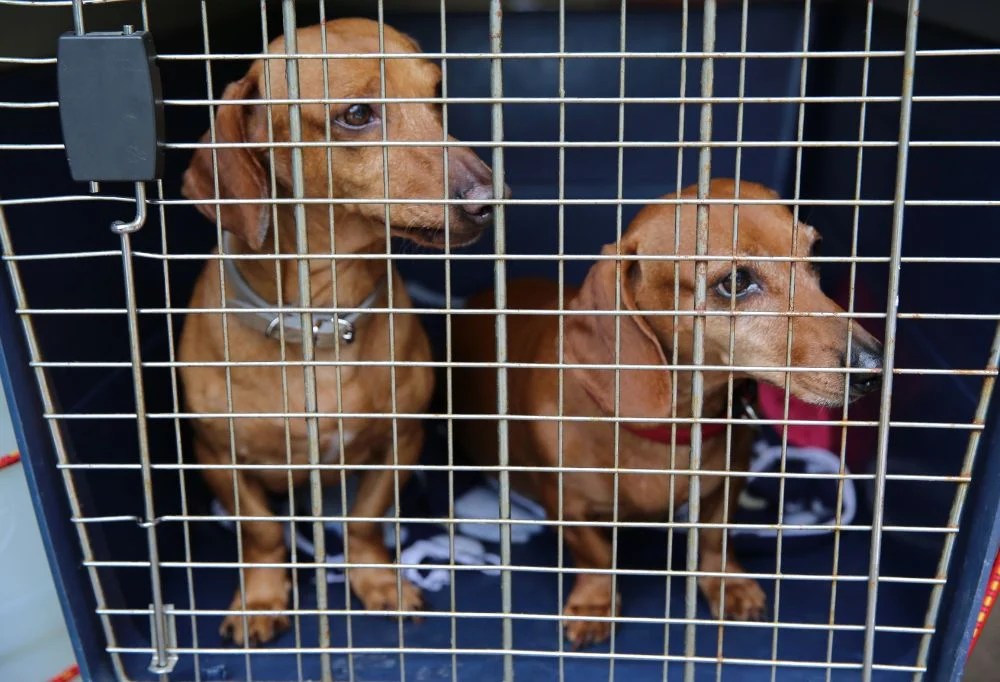 What's the Best Way to Housebreak a Dachshund?