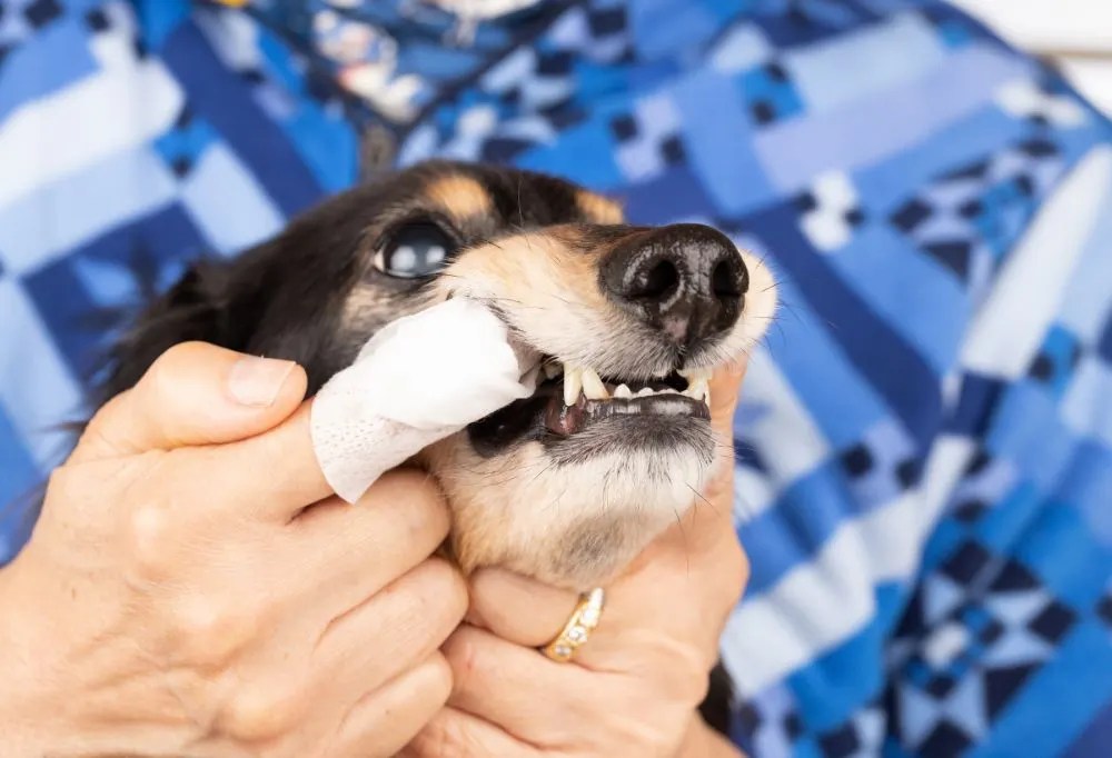 How Can I keep My Dachshund's Teeth Healthy?