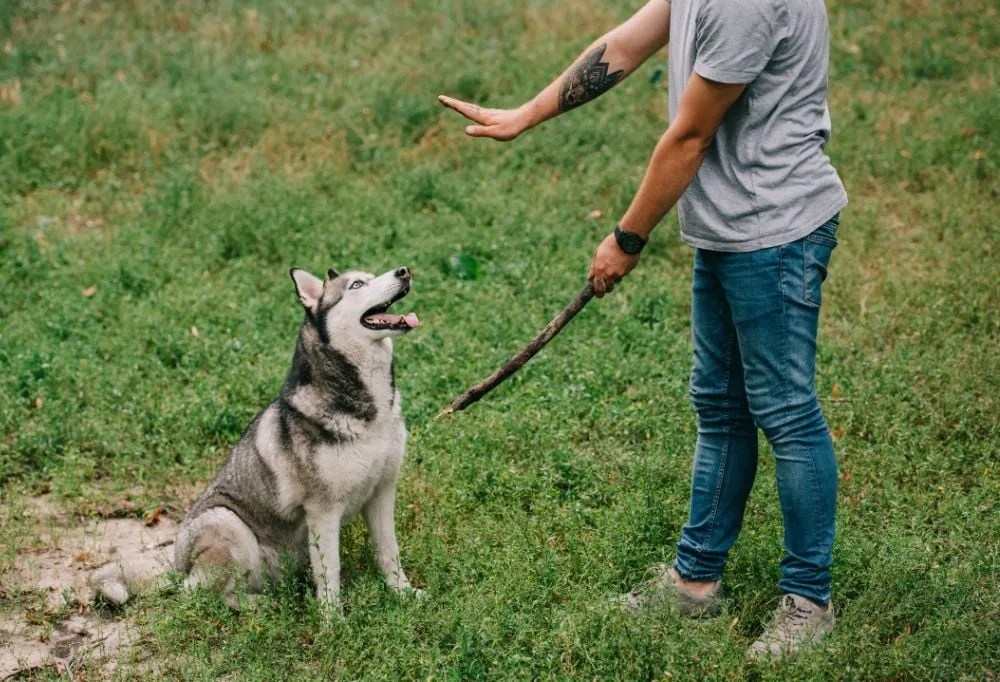 How to Keep Your Husky Calm and Happy When You're Away
