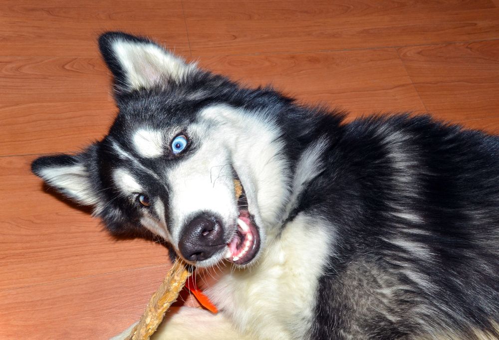 What are Some Common Behavioral Issues that Huskies Face?