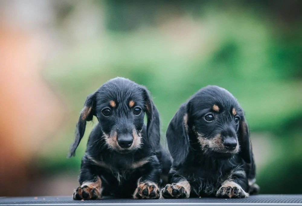 Is it Better to Have Two Dachshunds for Companionship?