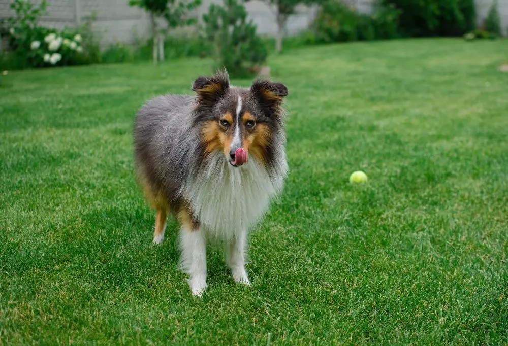Top 5 MustHave Toys for Your Sheltie Dog