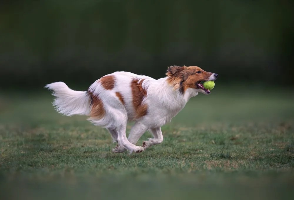Top 5 MustHave Toys for Your Sheltie Dog