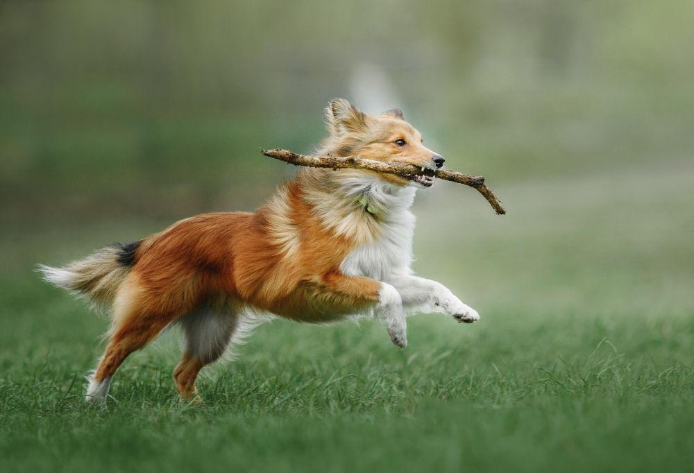 5 Reasons Why Sheltie Can Be a Fantastic Companion