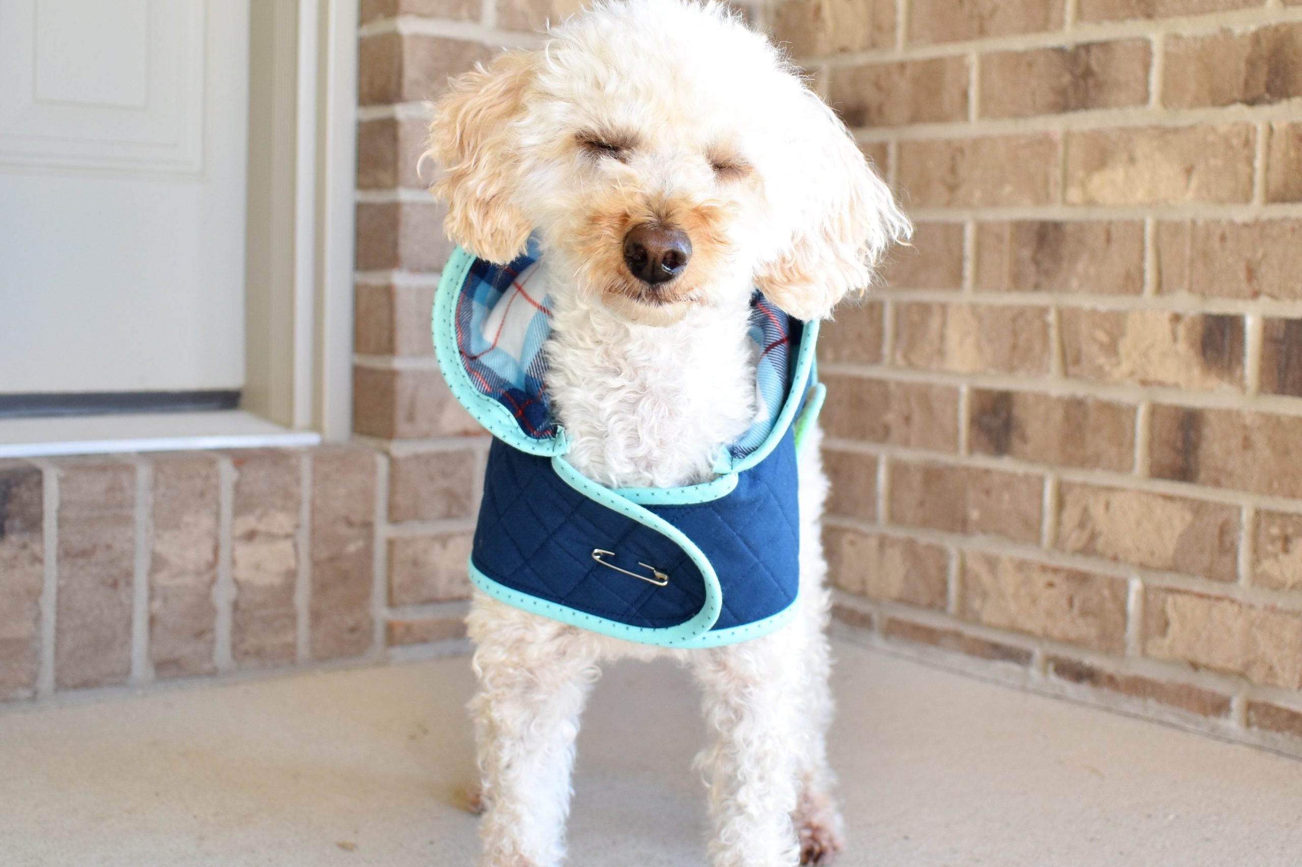 Dog Quilt Coat! Patchwork and Poodles