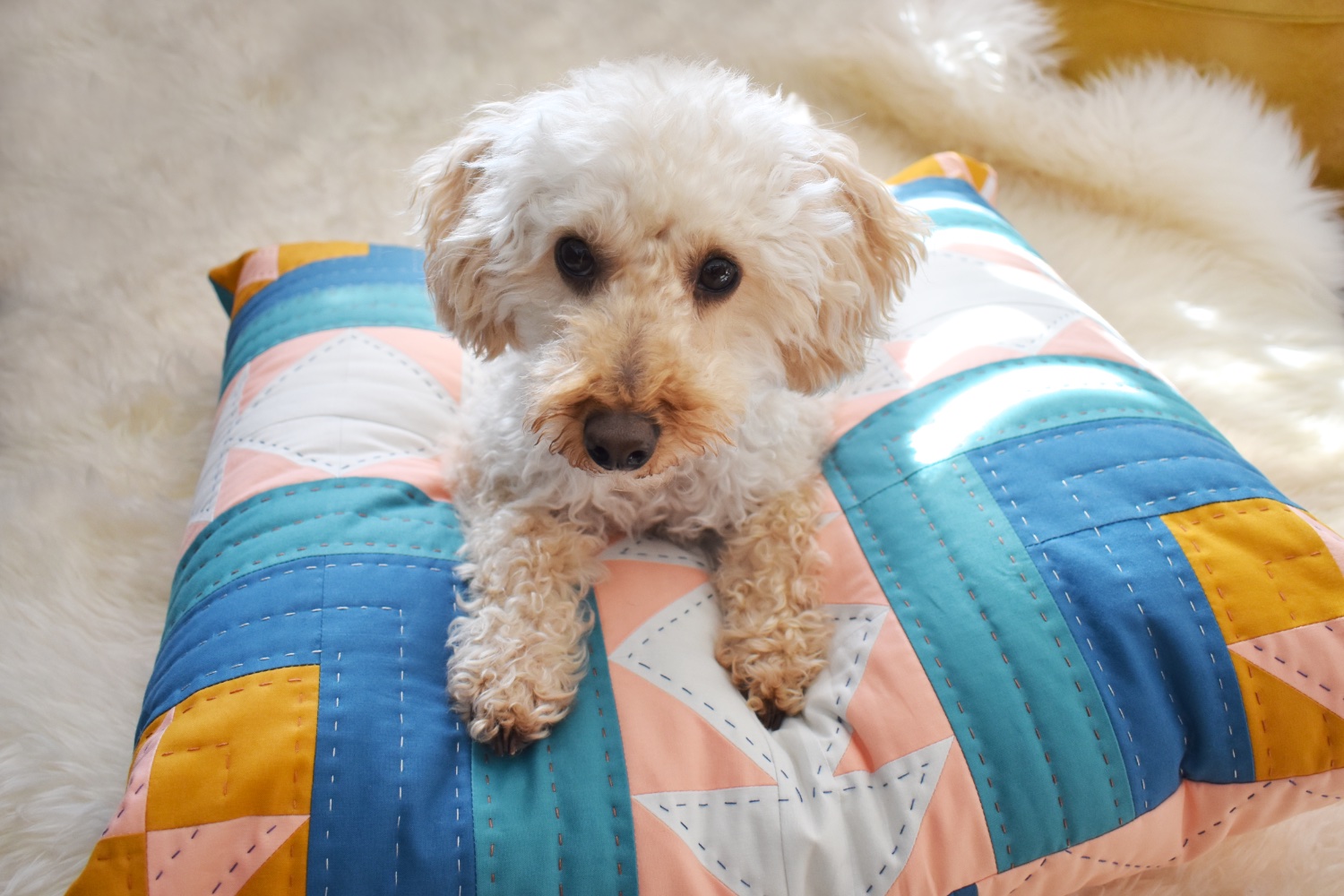 Dog Accessories Archives Patchwork and Poodles