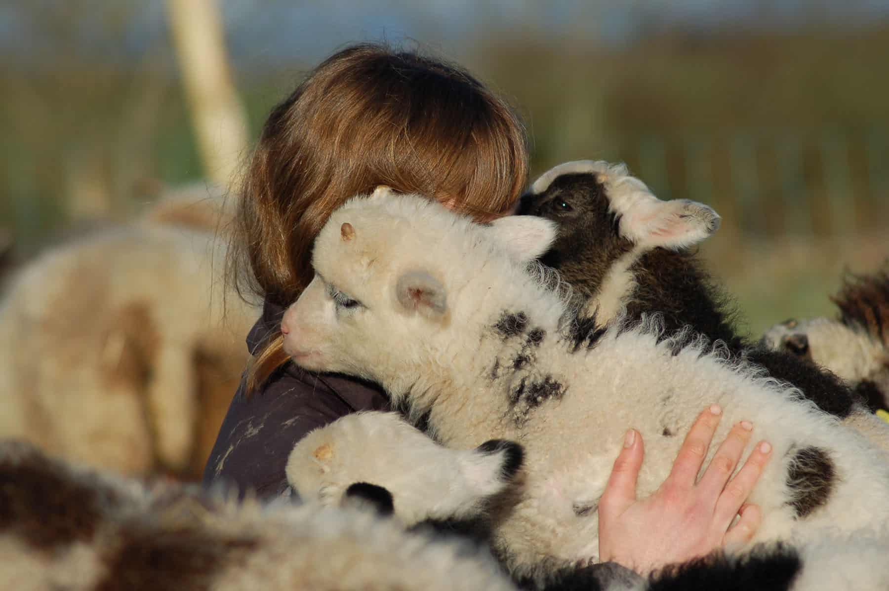 Pet Sheep Patchwork Sheep