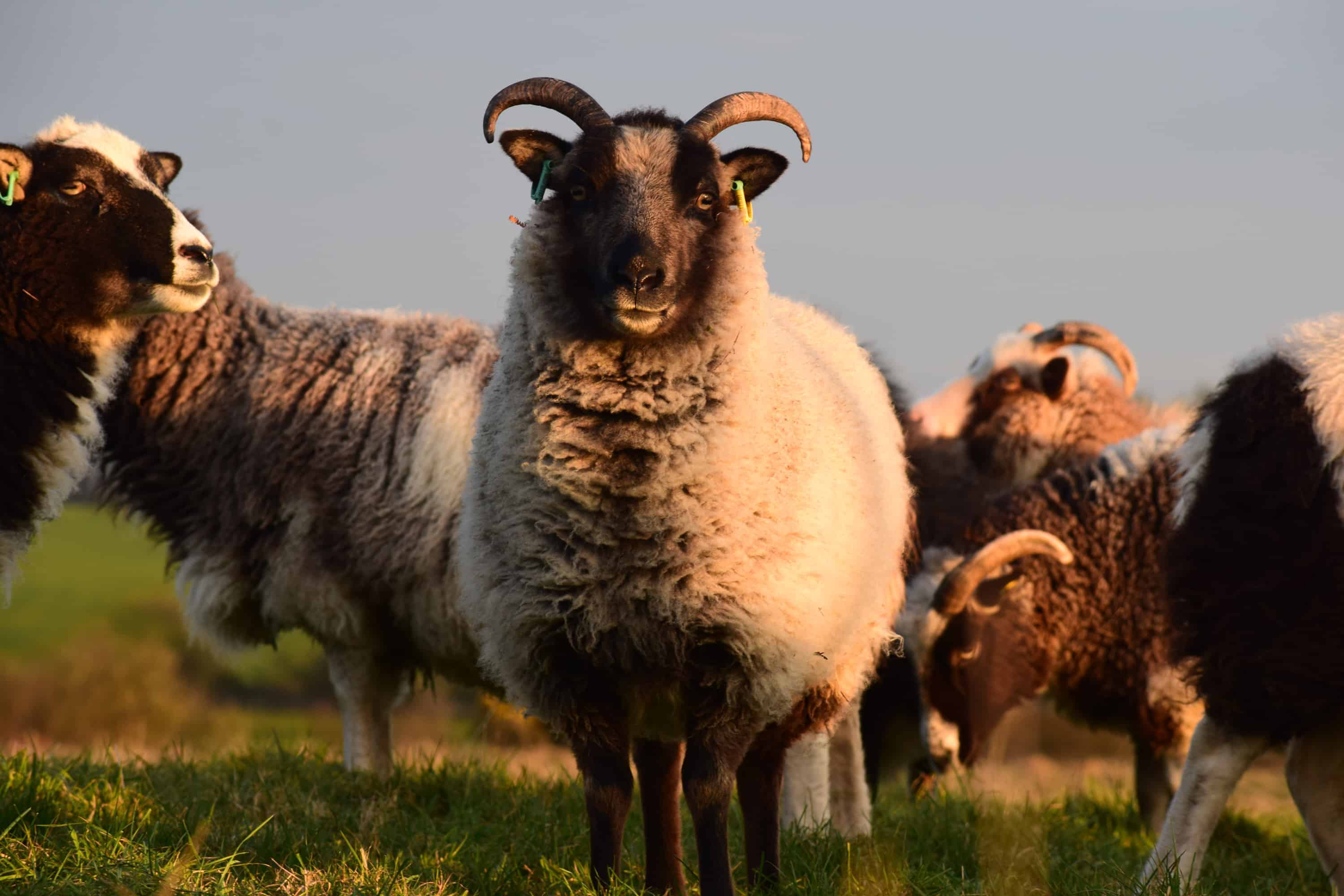 SOAY SHEEP Patchwork Sheep