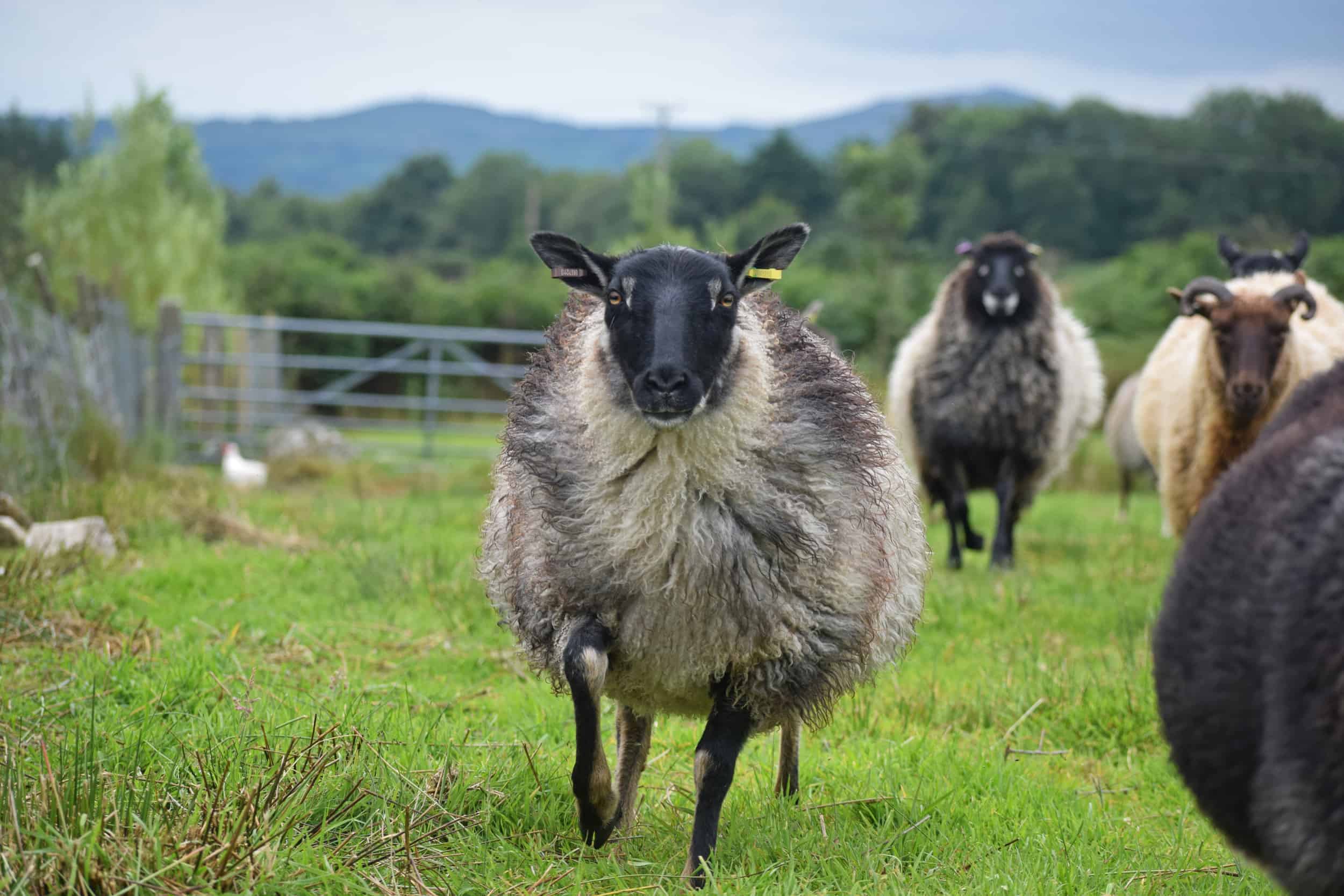 ICELANDIC SHEEP Patchwork Sheep