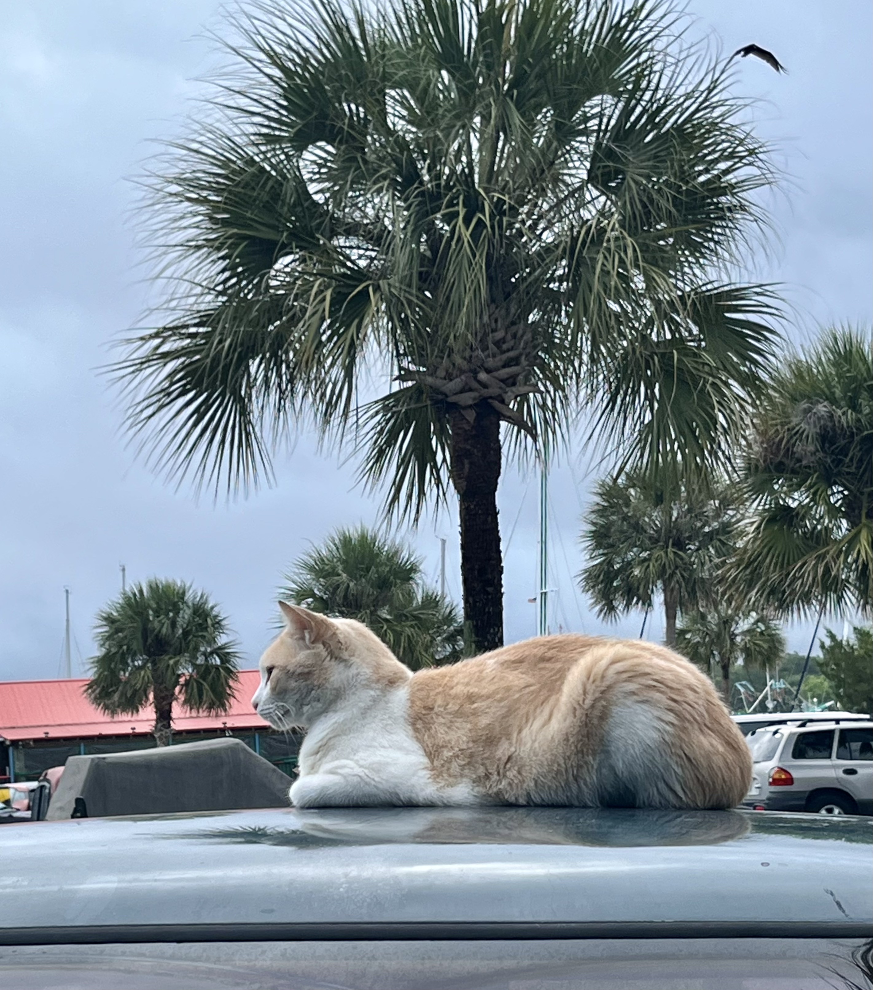 Rivers Edge Marina St. Augustine Pat and Cindy's Great Loop Adventure