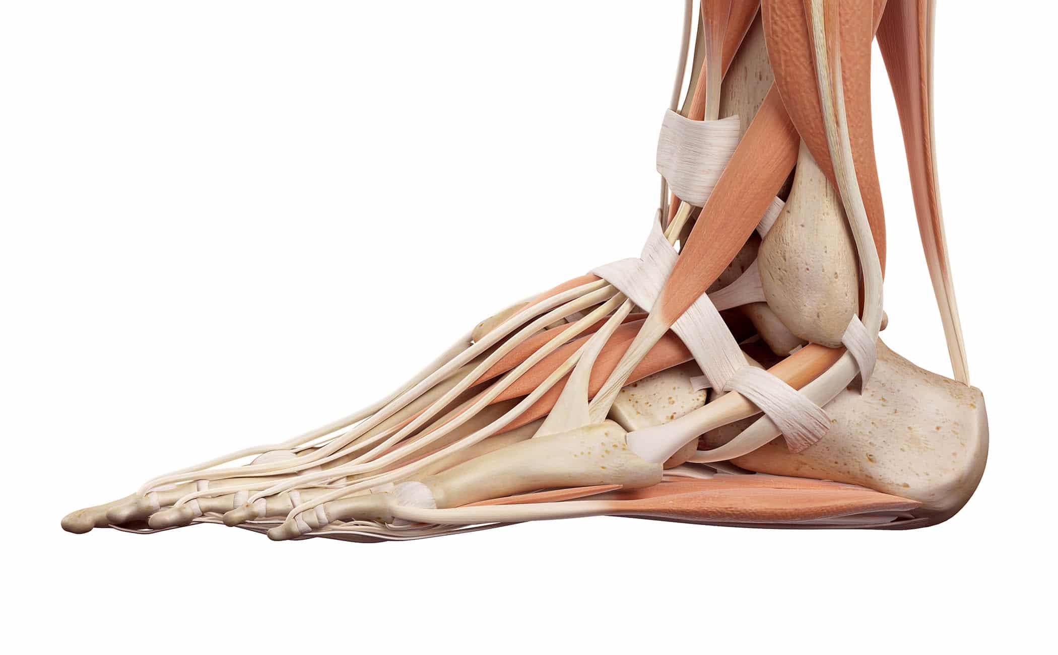 Capsulitis Ligament Stability Family Foot Care & Surgery Serving