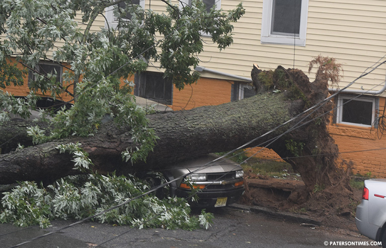 Strong winds down trees, cause power outages in Paterson Paterson Times