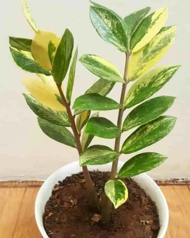 11 Beautiful ZZ Plant Varieties with Pictures Pat Garden