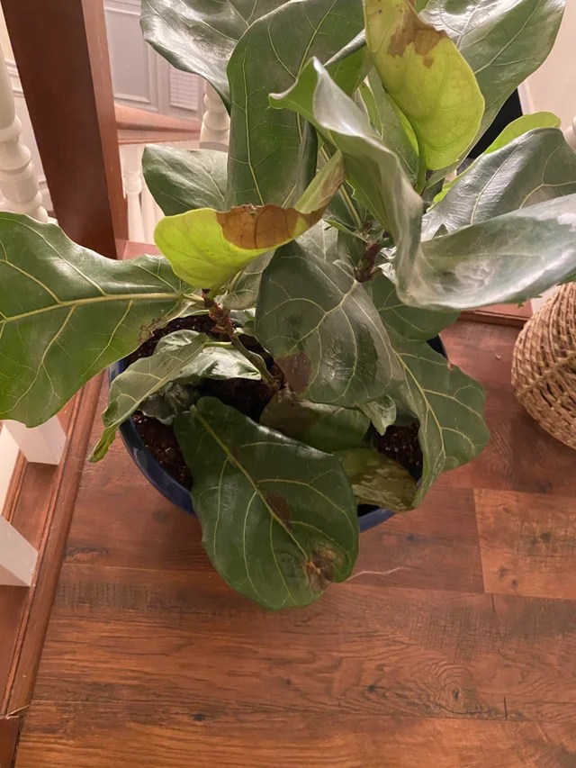 Fiddle Leaf Fig Dropping Leaves (Causes & Solutions) Pat Garden
