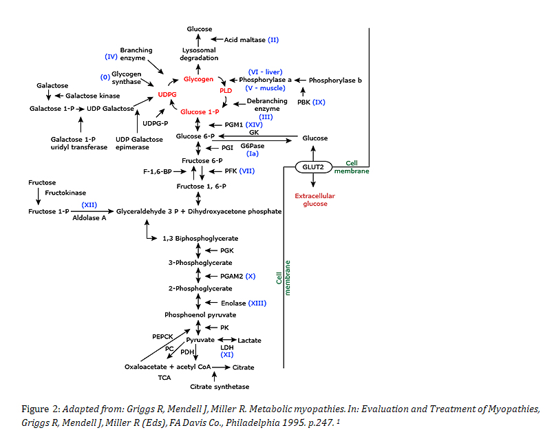 Glycogen Storage Disease Pathway