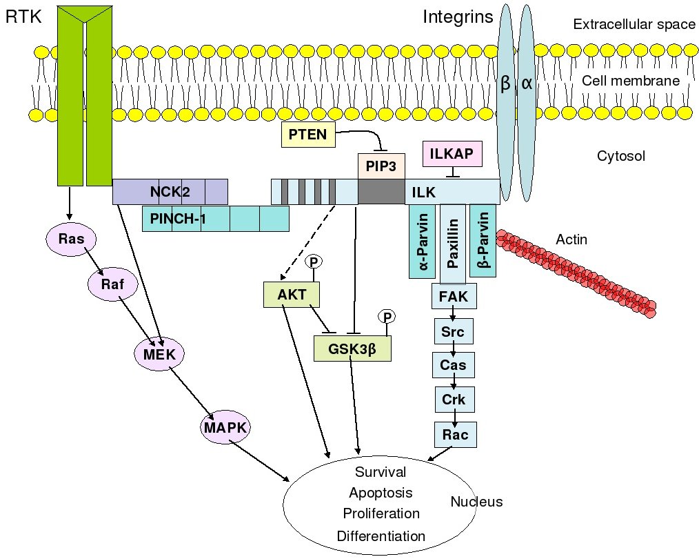 Wound healing regeneration and scarring Pathologia