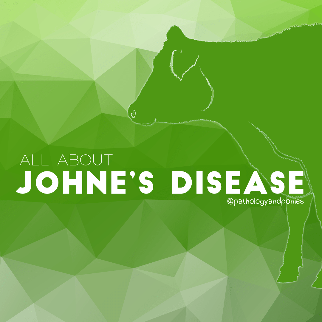 Johne's Disease Pathology and Ponies