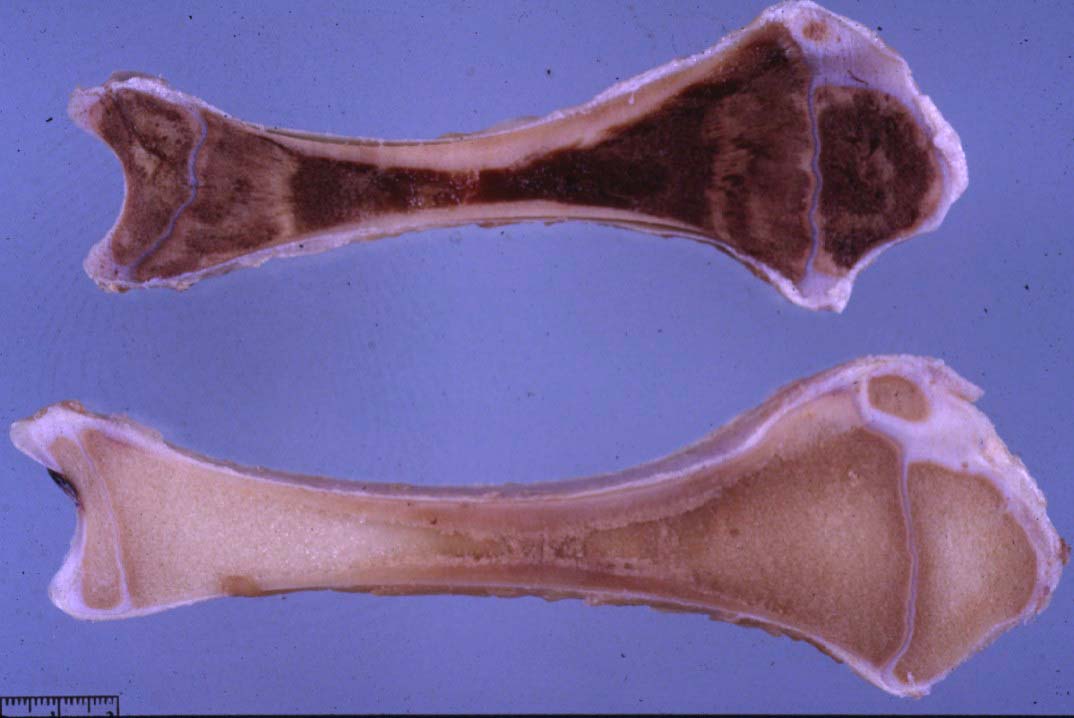 Marble Bone Disease Pathology and Ponies