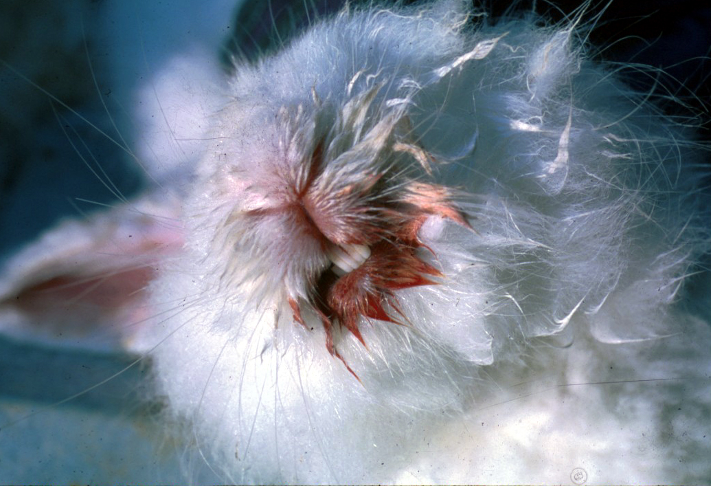 Rabbit Hemorrhagic Disease Pathology and Ponies