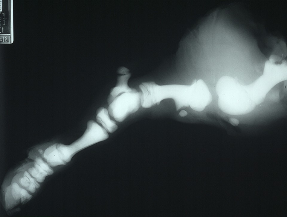 Marble Bone Disease Pathology and Ponies