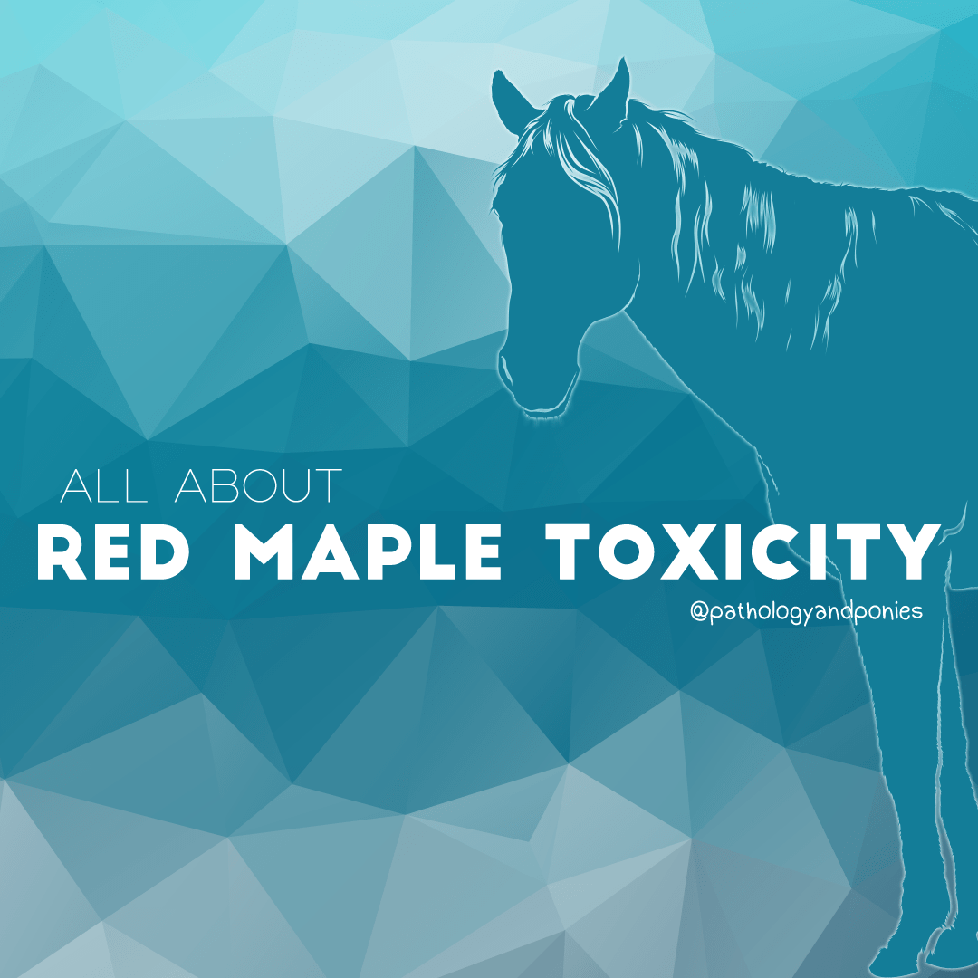 Red Maple Toxicity Pathology and Ponies