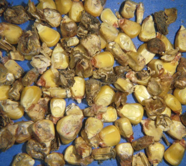 Brooder Pneumonia Pathology and Ponies