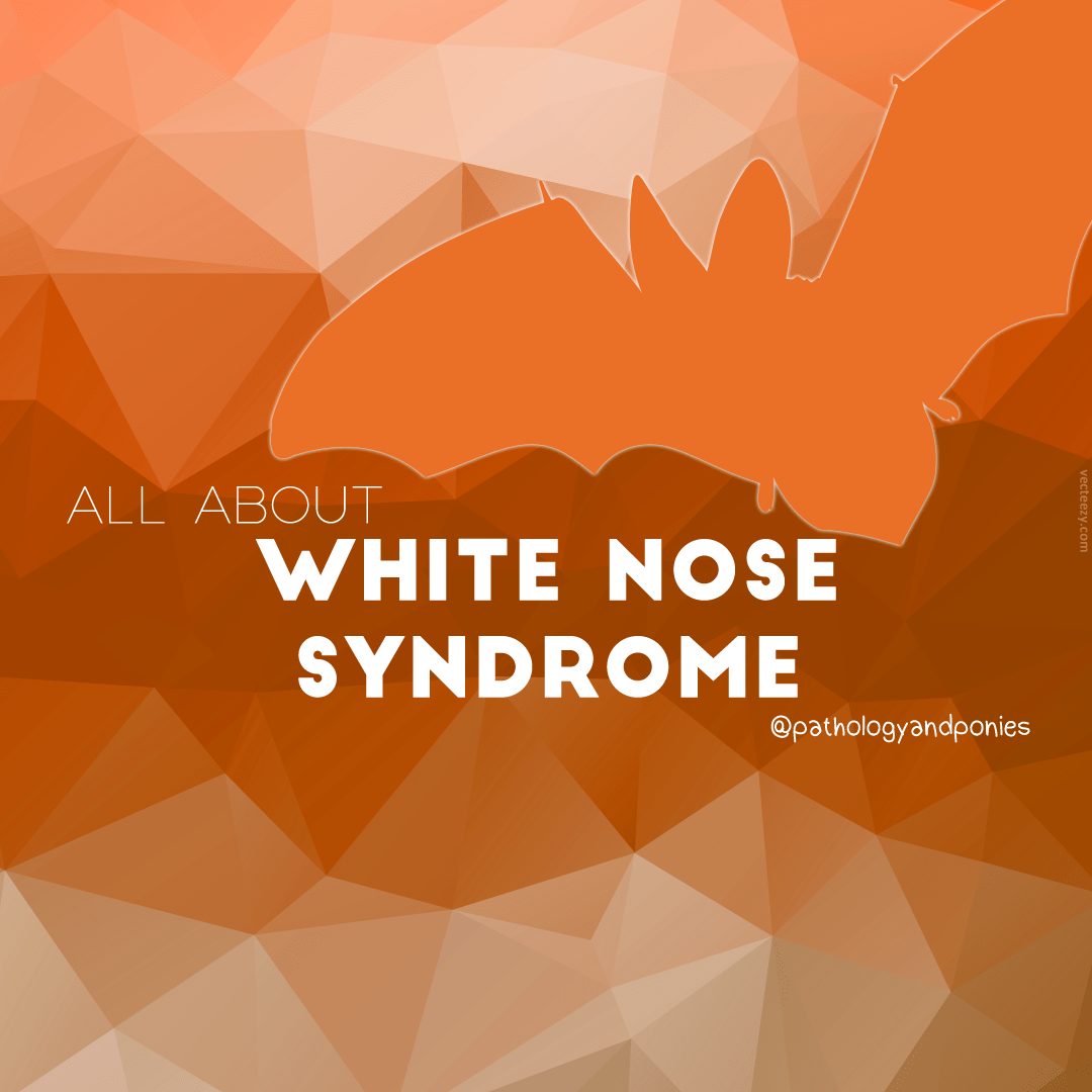 White Nose Syndrome Pathology and Ponies