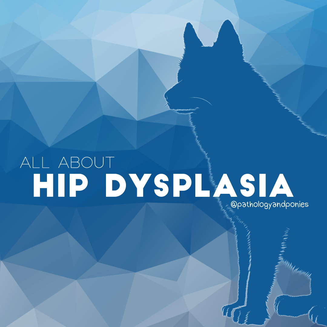 Hip Dysplasia Pathology and Ponies