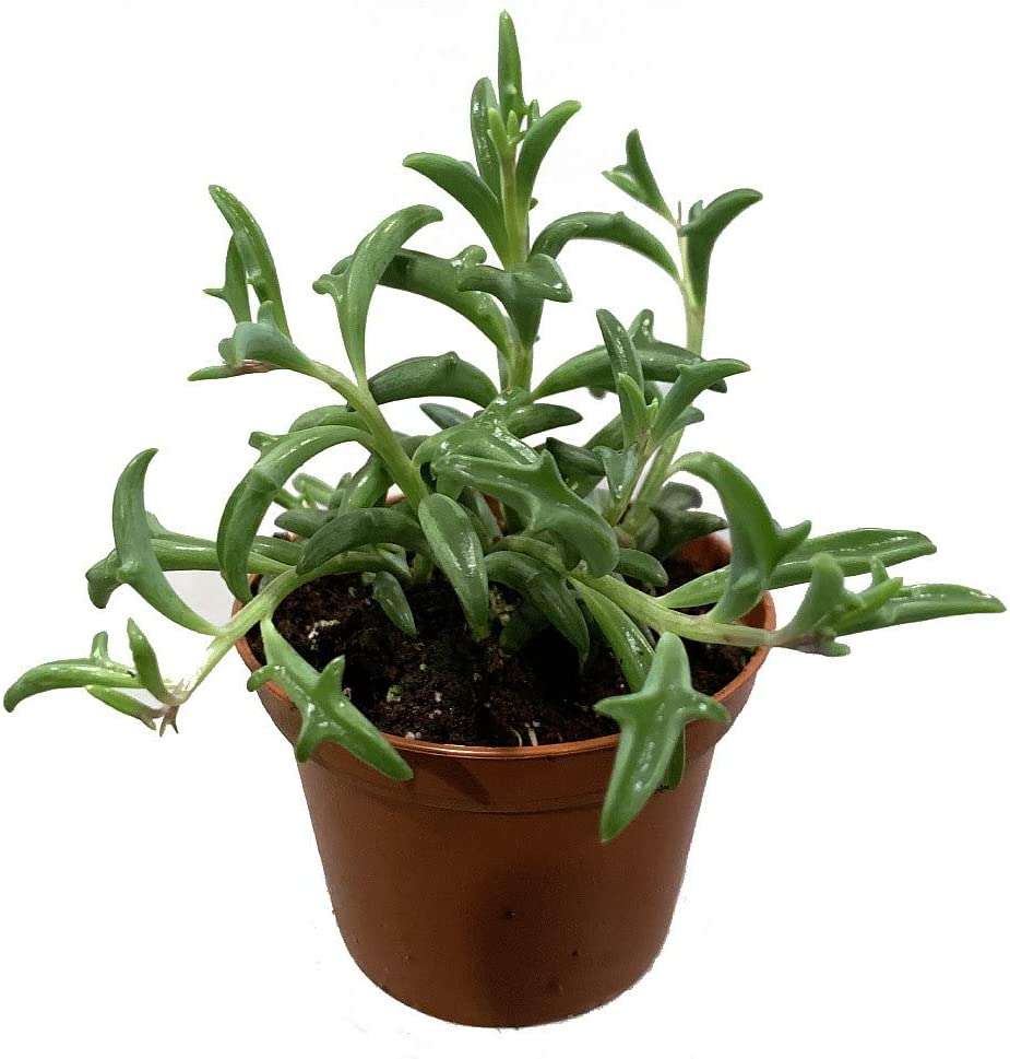 Know Everything About Dolphin Succulent » Leading Lifestyle