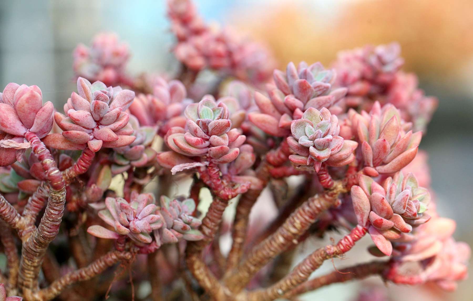 What are Succulents and Why should you get those? Leading Lifestyle