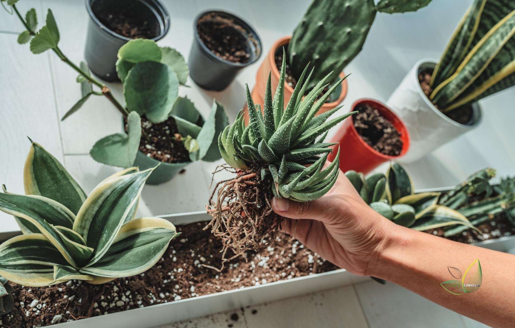 How to Replant and Transplant Succulents Successfully