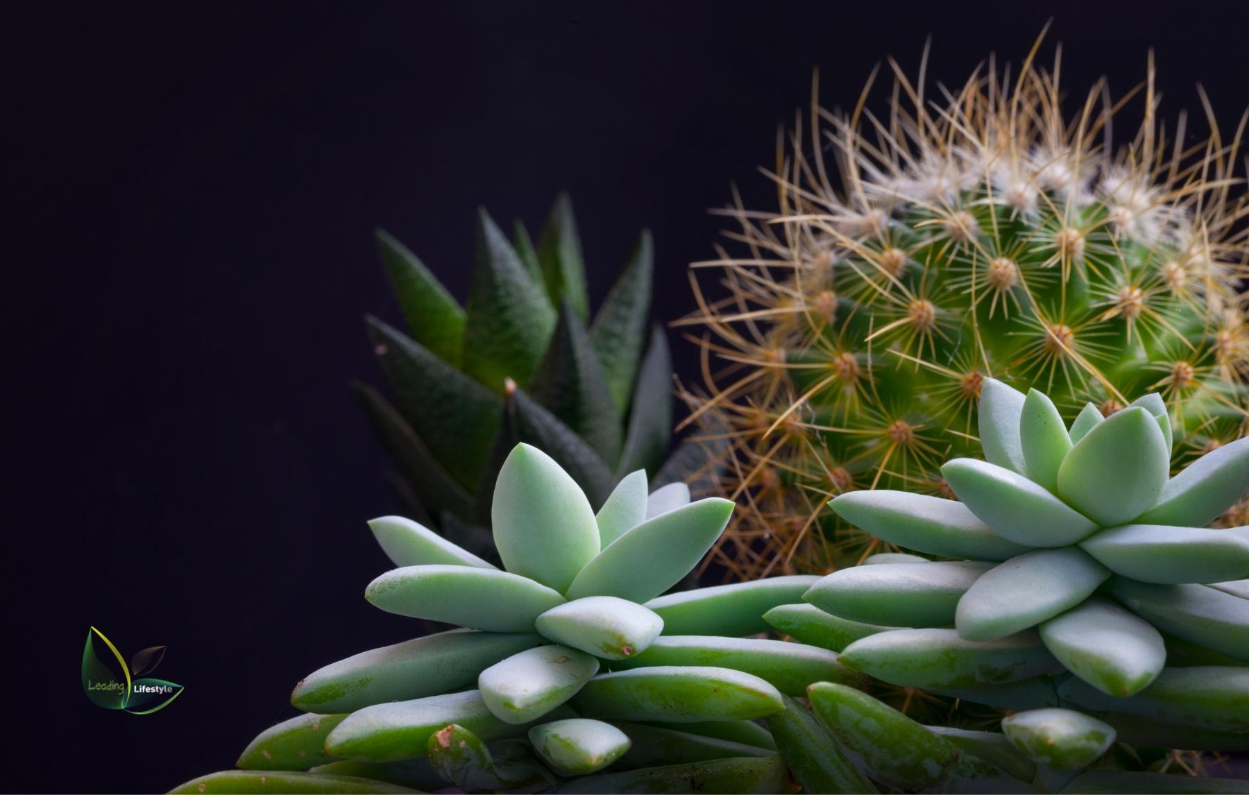 Succulents vs. Cactus A Comprehensive Look at All the Differences