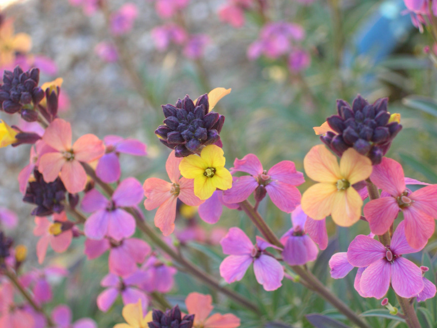 Late Spring Flower Wallflower Good Witches Homestead Paths I Walk