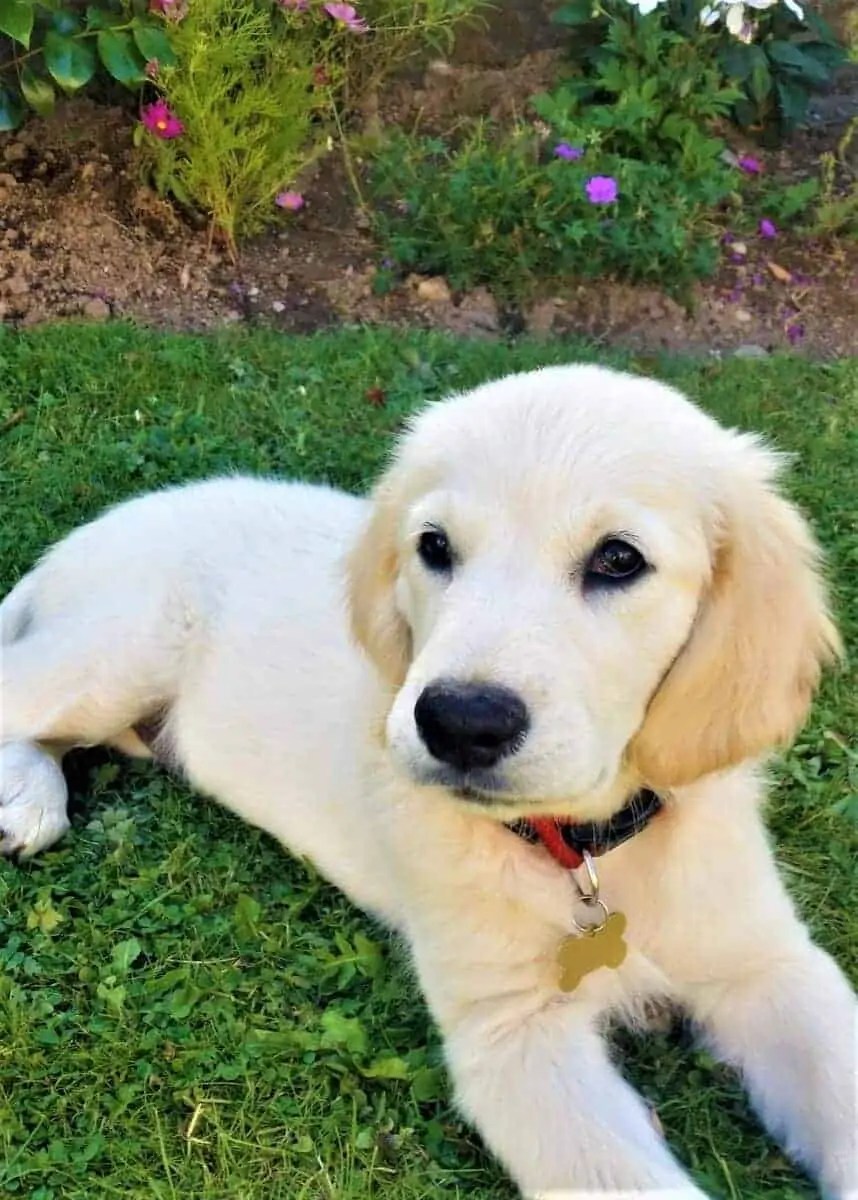 Can Puppy Go In The Garden Before Injections