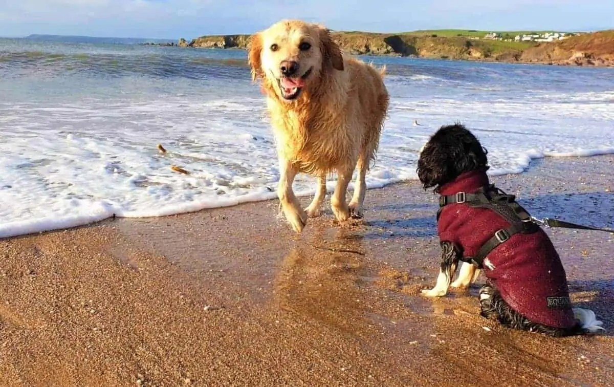 Why Do Dogs Lay in the Sun PATHWAY POOCH