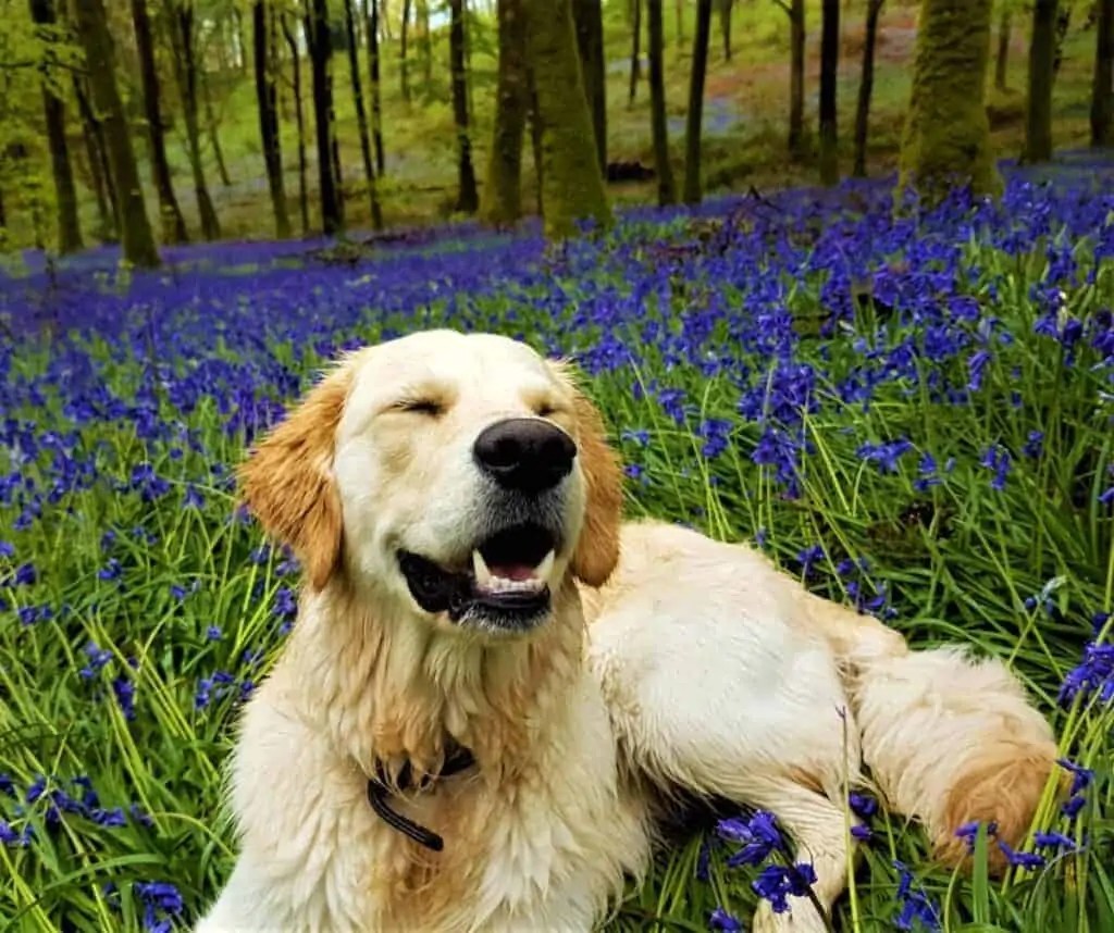 Why Do Dogs Wink Winking and Blinking Pathway Pooch