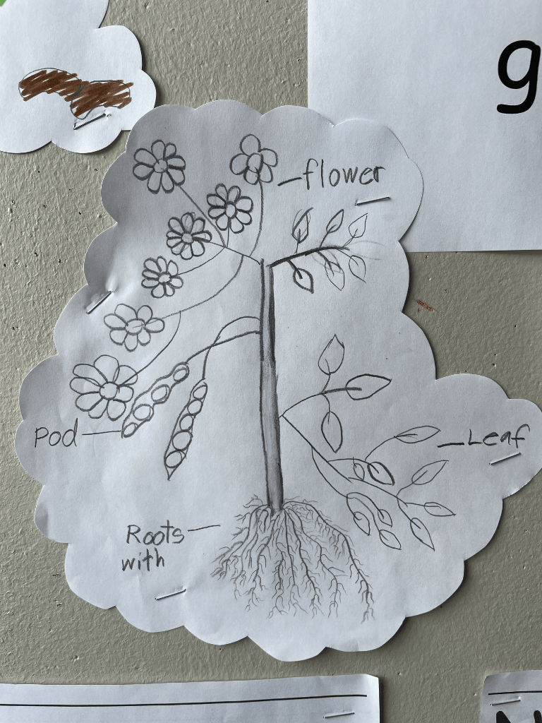 How Seeds Plants Pathways to Stewardship & Kinship