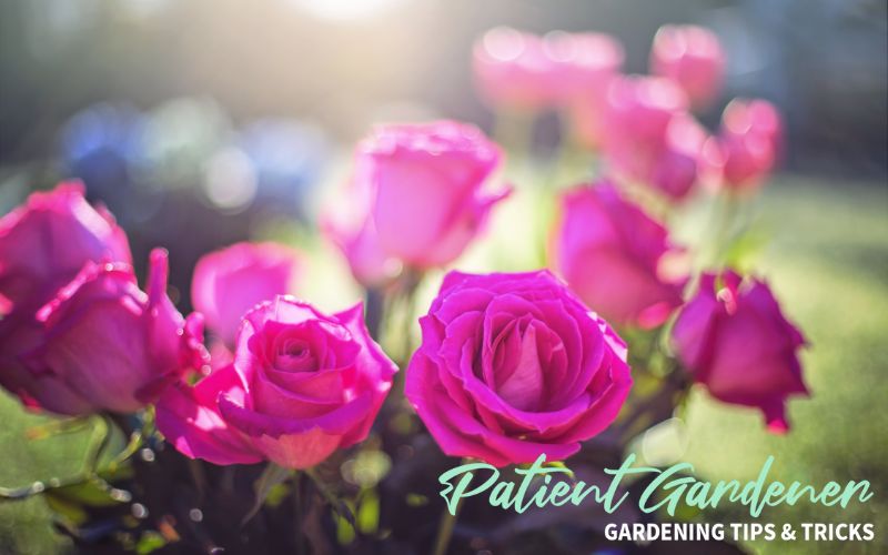 Will Roses Grow In Clay Soil? Patient Gardener