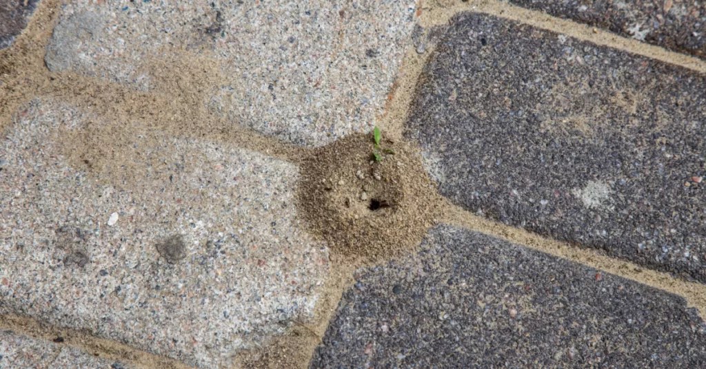 How to Get Rid of Ants on Patio Quick & Effective Tips