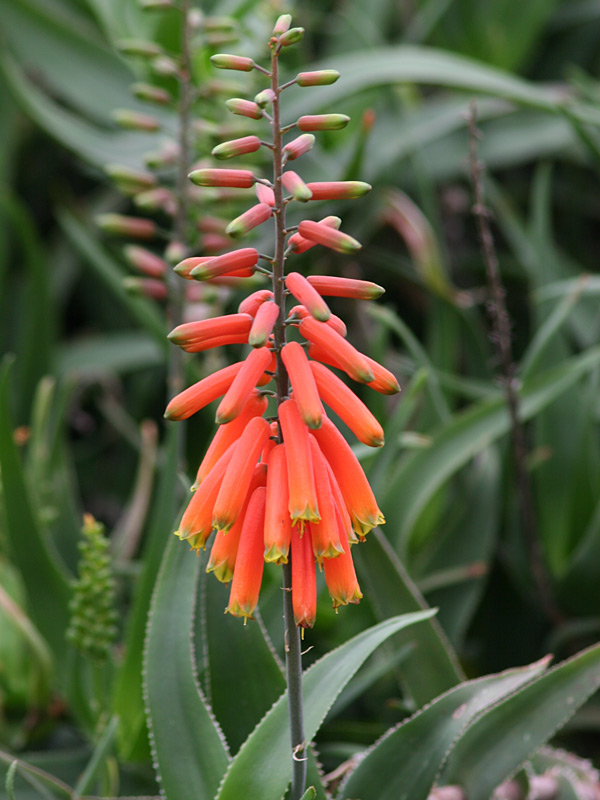 Lg. Climbing Jade Aloe Plant (aloe ciliaris)