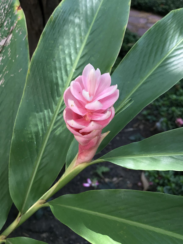 Lg. Cold Hardy Pink Perfection Ginger Plant (alpinia hainanensis