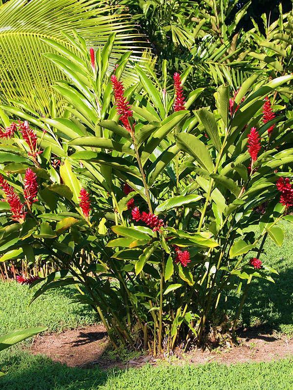 Lg. Petite Red Ginger Plant (alpinia purpurata)