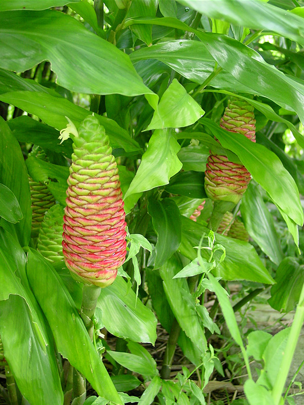 XL Hawaiian Shampoo Ginger Plant (zingiber awapuhi)