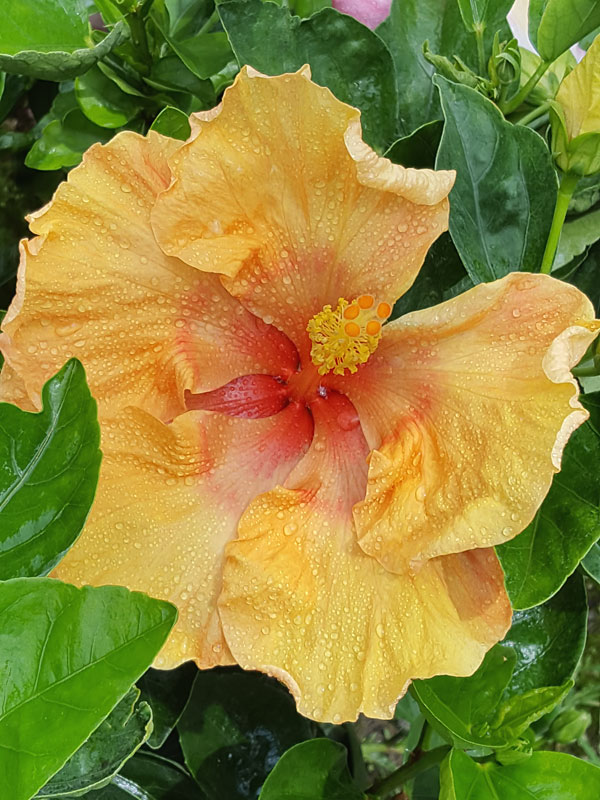 Hibiscus Sunshine (h.rosasinensis)