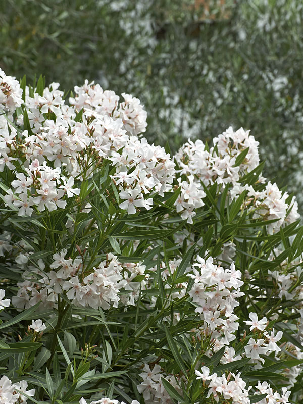 Tropical White Oleander Plant (nerium oleander)