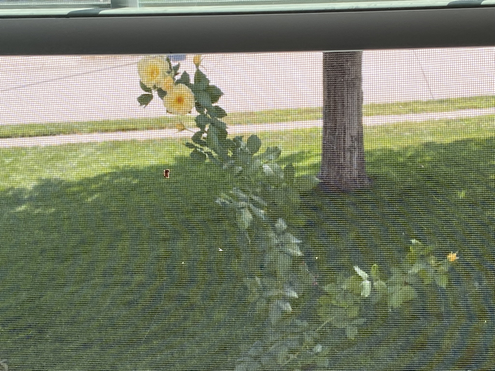 Yellow Roses Pages from my Crazy Life