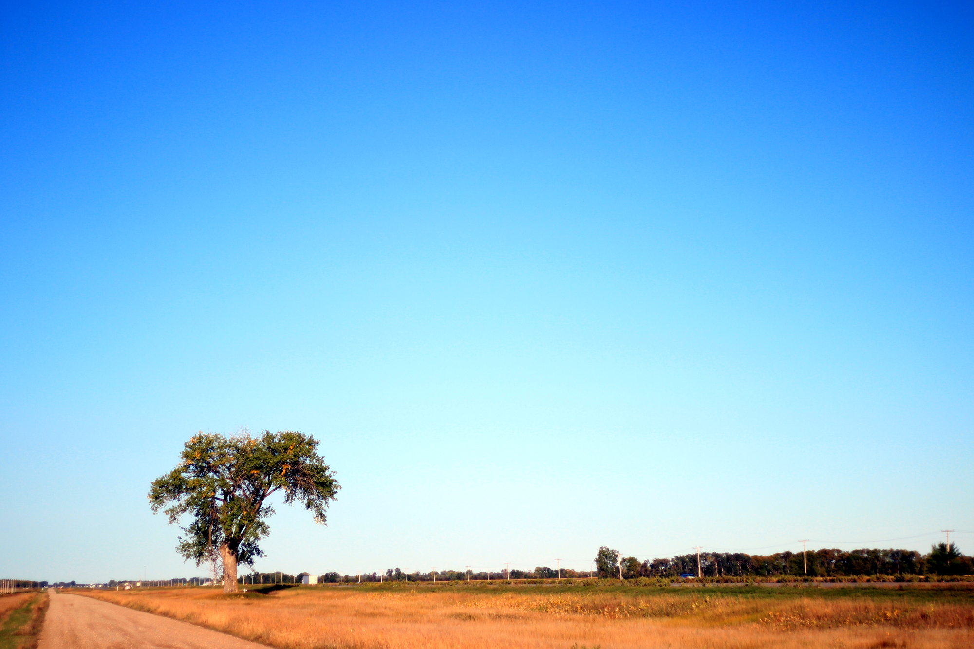 The Halfway Tree between Brandon and Winnipeg, viewed from the east side