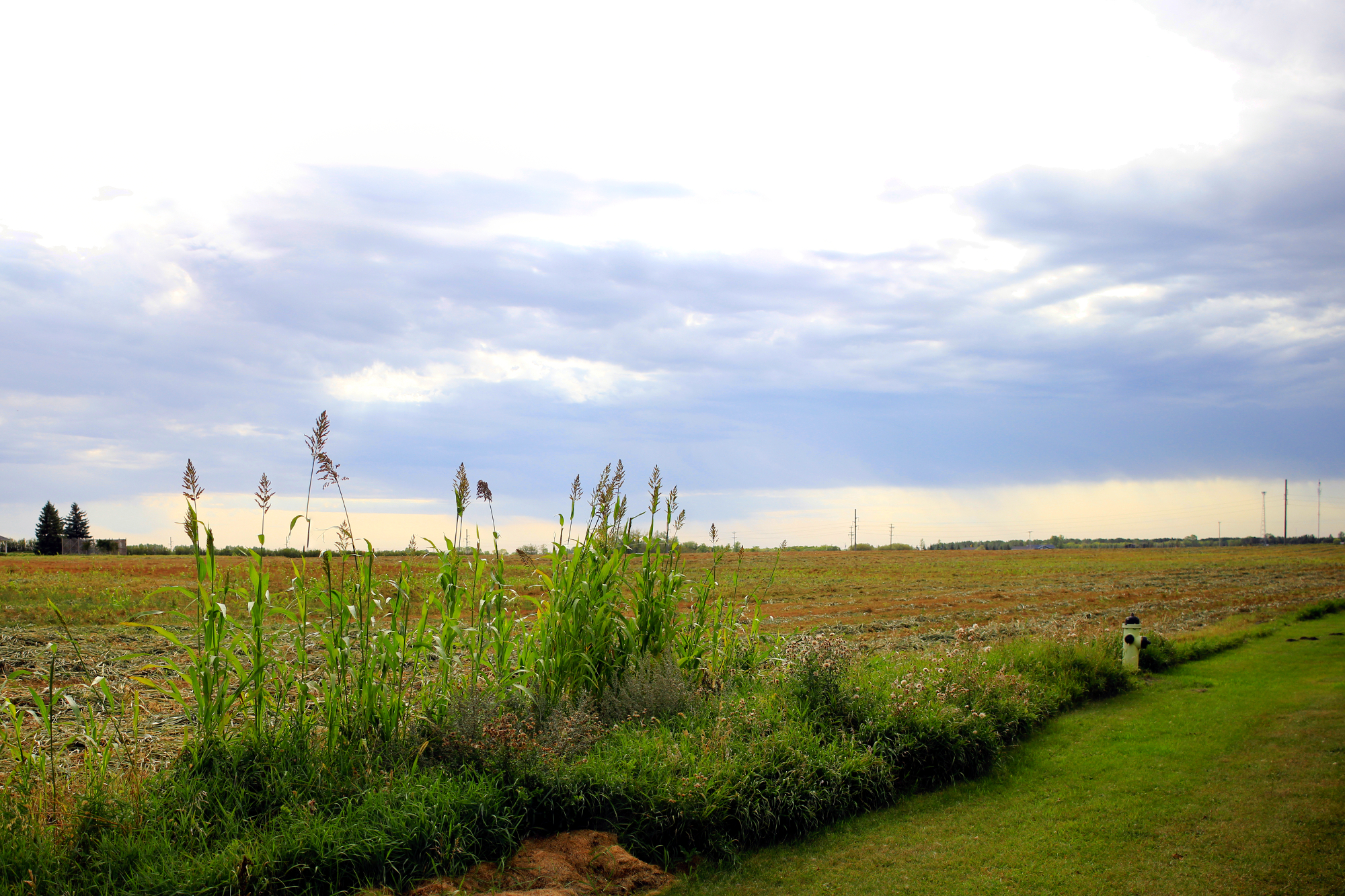 A cornfield, almost entirely harvested, except for about a dozen stalks in a clump right at the edge of the field