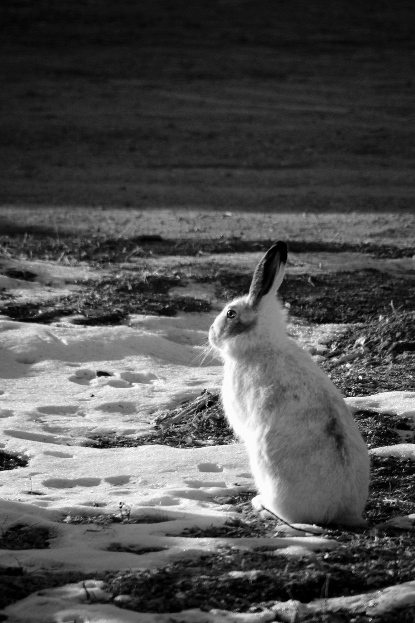 Hoss in B&W
