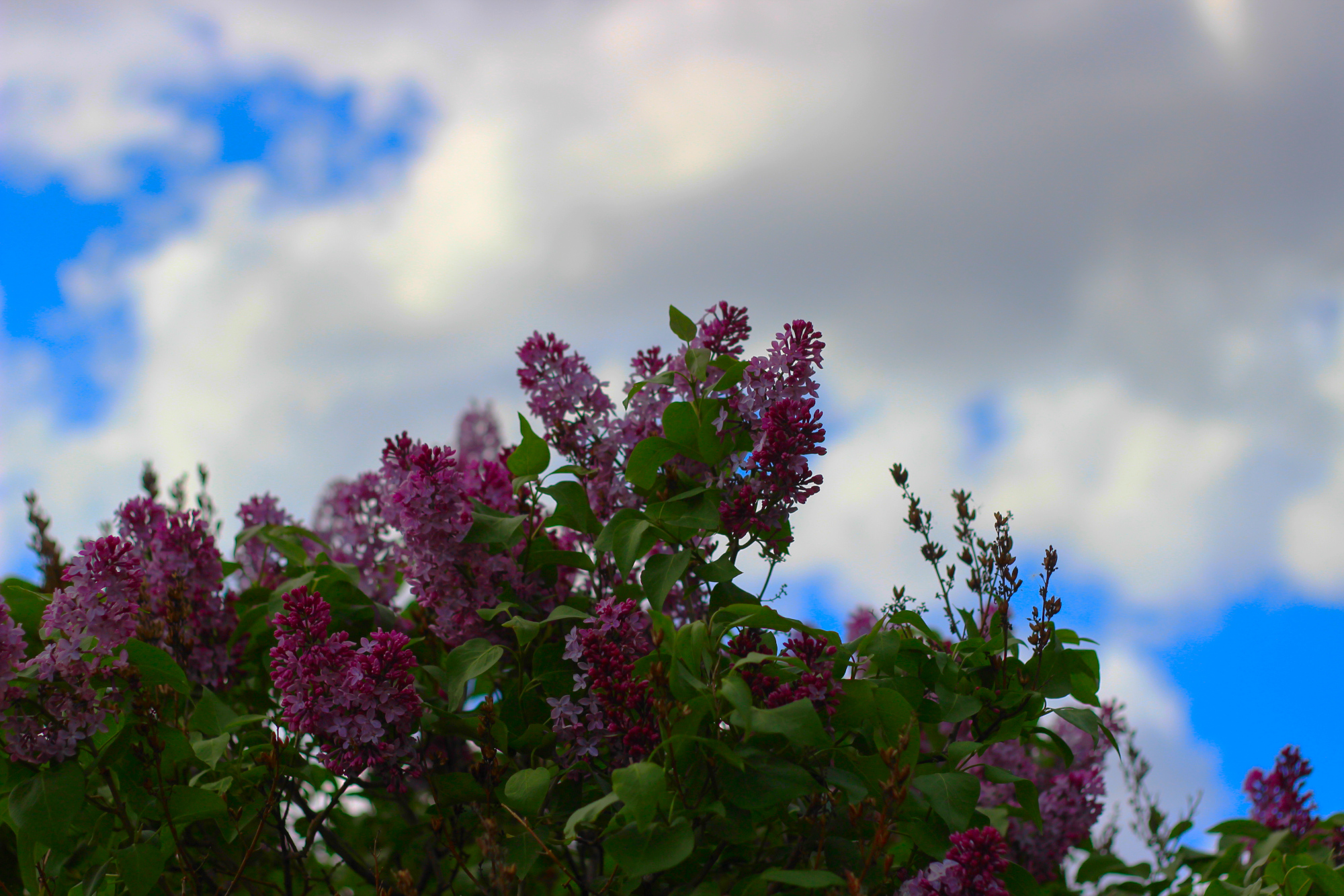 Lilacs in focus, sky blurred